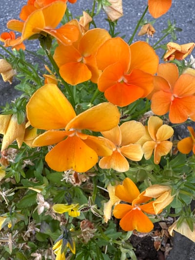 The image displays a close-up, overhead view of several bright orange and yellow pansies growing amongst green foliage. The flowers vary in their bloom stage, with some fully open and others still partially closed or wilted. The petals are soft and velvety, with delicate veins visible on some. The colors range from deep orange to a lighter, almost yellow hue, with hints of white at the center of some flowers. The background is a mix of grey asphalt and brown, dried plant matter, suggesting an outdoor setting, possibly in a garden or a crack in pavement. The lighting is even, indicating it is daytime, and the overall impression is one of natural beauty and the changing seasons, as evidenced by the mix of fresh blooms and dried leaves. There is no visible text in the image. The location context provided is Slitu, Norway.