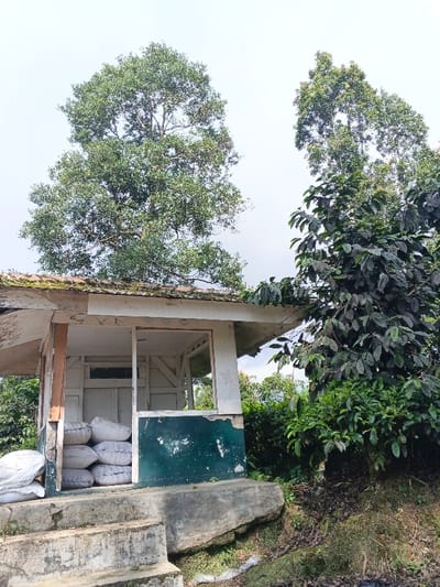 An outdoor scene in Nanlao, China, depicts a dilapidated single-story structure situated amidst dense vegetation under a bright, overcast sky. The structure features a light-colored, moss-covered roof and walls with peeling white and dark teal paint, revealing underlying material. A large, open rectangular entryway is visible on the front-facing side. Inside this opening, a stack of at least seven white sacks, possibly containing agricultural goods, is visible. Three weathered concrete steps lead up to the structure on its left side. To the right of the structure, the ground slopes downwards, covered with soil and green foliage, including several dark-leaved bushes resembling coffee plants. Two large, leafy green trees rise prominently behind and to the sides of the structure, with their canopies extending into the upper frame. Some discarded plastic debris is present on the sloped ground to the right of the steps. No individuals are present, and no active interactions or actions are depicted.