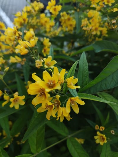 This is a close-up, eye-level shot of yellow flowers with green foliage. The flowers are star-shaped with five petals, some open and some in bud. They are clustered on thin stems, and some have visible stamens and pistils. The leaves are elongated and pointed, with visible veins. The background is a blur of more flowers and leaves, creating a shallow depth of field that draws attention to the foreground flowers. The lighting suggests it might be daytime, with natural light illuminating the scene. There is no discernible text in the image. The overall impression is one of nature and growth, likely in a garden or natural setting. Given the location context of Polatsk, Belarus, this scene could be part of a garden or a wild area blooming in the warmer months.