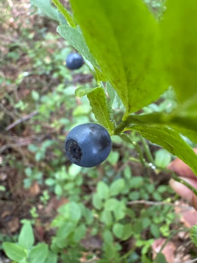 A close-up shot shows a single, ripe blueberry on a stem, set against a blurred background of green foliage and forest floor. The blueberry is dark blue with a faint bloom, and its calyx end is visible. A portion of a person's hand is visible on the right edge of the frame, suggesting they are reaching for or holding the blueberry. The scene is set in a natural, outdoor environment, likely a forest or wooded area. The location is specified as Raikuzi, Russia.