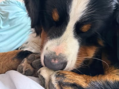 A close-up, eye-level shot captures a Bernese Mountain Dog resting. The dog's head is partially obscured, with its nose and paws prominently displayed. The dog's fur exhibits its characteristic tricolor pattern of black, white, and tan. Its pink nose is visible, with a hint of black pigmentation. One of the dog's paws rests on its snout, obscuring part of its face. The background is softly blurred, with a light blue, textured surface on the left and a white surface below. The overall impression is one of quiet repose.