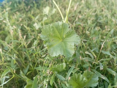 A close-up, eye-level, outdoor shot features a single, rounded, green leaf with serrated edges, positioned centrally in the frame. The leaf displays prominent veins radiating from its center. It is surrounded by a dense carpet of various green grasses and other low-lying vegetation, some of which appear dried or browning. The background is a blurred expanse of more greenery, with a hint of a lighter sky visible at the top. The scene is set in Inhulo-Kamianka, Ukraine.