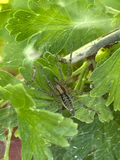 The image shows a close-up of a spider in its web amidst green leaves. The spider, a wolf spider, has a mottled brown and black pattern on its cephalothorax and abdomen. Its eight legs are long and spindly, covered in fine hairs, and are spread out, supporting its body within the intricate network of silk. The web itself is thin and wispy, clinging to the surrounding foliage. The leaves are a vibrant green, with visible veins and serrated edges. A thin, greyish branch runs diagonally through the upper left portion of the frame, providing a perch for some of the web's anchor points. The overall setting appears to be outdoors, possibly in a garden or natural environment, with soft lighting that suggests daytime. The focus is tightly on the spider and its immediate surroundings, with the background slightly blurred, emphasizing the subject. No text is visible in the image. The context of Labinsk, Russia, places this scene in a temperate climate, where spiders and their webs are common during warmer months. The image captures a moment of stillness, highlighting the delicate construction of the spider's web and the creature's presence within its environment.