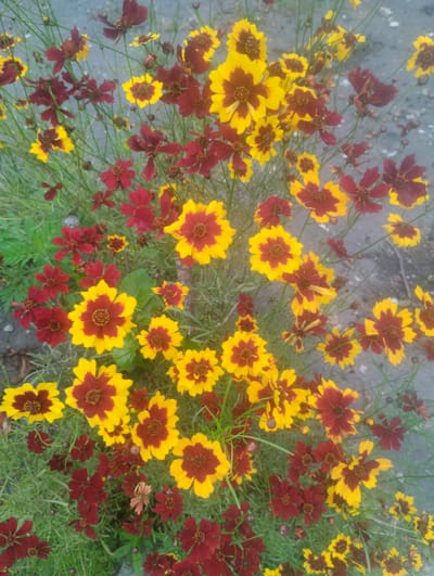 This is an eye-level, close-up, full shot of a cluster of red and yellow flowers. The flowers are in focus, and the background is blurred, suggesting a shallow depth of field. The flowers are on long, thin green stems, and some appear to be wilting or have died. The flowers are set against a gray, textured surface, possibly a sidewalk or pavement. There are no people or animals visible in the image. The scene appears to be outdoors in a garden or park setting. There is no identifiable location within Bandza, Georgia, or any other city.
