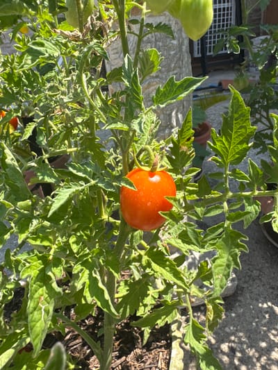 A close-up, eye-level shot shows a ripe, bright orange tomato hanging from a plant. The tomato is round with a slightly indented top and a small stem attached. The plant has numerous green, serrated leaves that are somewhat dusty and have light brown spots on some of them. The background is out of focus and includes a stone wall, a bit of a white fence, and shadows cast by sunlight. The scene appears to be outdoors, possibly in a garden or patio area, with hints of a city environment suggested by the architectural elements in the background, which could be consistent with Marano di Napoli, Italy.