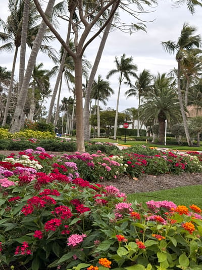 The image displays a meticulously maintained tropical landscape scene in Naples, Florida, USA, under an overcast sky. The foreground is dominated by extensive, multi-tiered flower beds featuring densely packed flowering plants in vibrant shades of red, various pinks, white, and orange. These beds are mulched with brown fibrous material and bordered by manicured green grass. In the midground, numerous tall palm trees with gray, segmented trunks ascend, some with lush green fronds, others appearing more slender. A deciduous tree with light brown, branching limbs and minimal foliage stands centrally. A paved roadway or driveway, marked with a distinct yellow curb, curves through the right side of the frame. A red octagonal STOP sign is prominently visible on a black pole near the road's edge on the right. The background consists of a dense canopy of palm trees and other green foliage, with glimpses of light-colored building structures peeking through the vegetation. No people or animals are present in the scene.