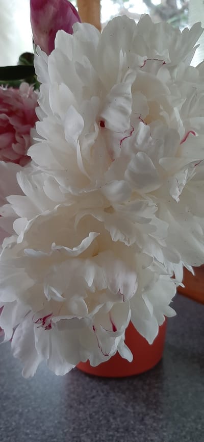 This is a close-up, vertically oriented photograph of a white peony flower. The flower is large and full, with many ruffled petals. The edges of some petals have delicate crimson markings. In the lower left corner, a hint of a pink peony is visible, along with a dark green stem. The background is a textured gray surface, possibly a table, with a blurred orange object to the right of the flower, and a hint of greenery and what appears to be a window or outdoor setting in the upper left. The lighting suggests it could be daytime, possibly indoors near a window. There is no text visible in the image.
