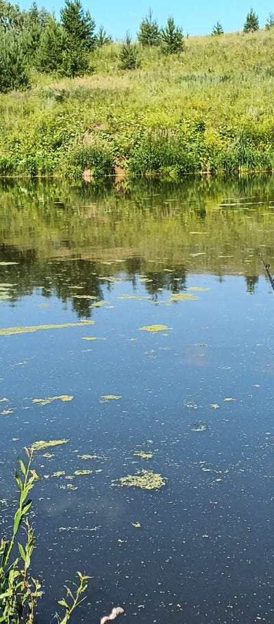 The image depicts a tranquil natural scene with a body of water in the foreground and a vegetated hillside in the background. The water's surface is dark blue and reflects the greenery above, with patches of yellow-green algae scattered across it. A single fishing rod is visible on the right side, extending into the water. The background is dominated by a lush green hillside covered in various plants and interspersed with several small evergreen trees. The sky above is clear and blue. This scene is located in Podgornoe, Russia, characterized by its natural landscape.