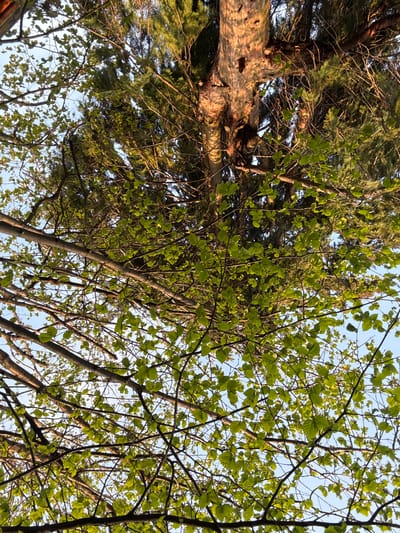 The image captures an upward perspective into a dense tree canopy against a clear, light blue sky. A prominent, thick tree trunk with deeply textured, reddish-brown bark occupies the left side, bathed in warm, golden light suggestive of either early morning or late afternoon. This tree, likely a conifer, features dark green, needle-like foliage that forms a substantial part of the background.
Intertwined with and layered in front of the conifer are the branches of a deciduous tree, characterized by numerous small, vibrant green leaves. These leaves appear fresh and newly unfurled, indicating the season is likely spring or early summer. Sunlight filters through the gaps in the foliage, highlighting the delicate new leaves and creating a dappled light effect. The intricate network of branches fills the frame, with the clear sky serving as a backdrop.
No human activity, individuals, or man-made objects are visible. The scene is a static depiction of nature, emphasizing the interplay of light and shadow within the tree canopy. No text is present in the image. The depicted location is Bokilovtsi, Bulgaria.