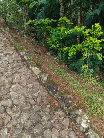 A winding cobblestone path bordered by a moss-covered stone curb. Beyond the curb, a slope covered in pine needles and small plants transitions into dense foliage. Small trees with vibrant green leaves intermingle with taller, darker trees. A discarded plastic bottle rests among the vegetation. The scene evokes a natural, slightly unkempt environment.