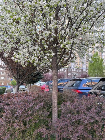 The image presents a view of a city street in what could be Novoaleksandrovka, Russia. A tree, heavily laden with white blossoms, stands prominently in the foreground, its trunk visible in the center. To the right of the tree is a dense hedge with reddish-purple foliage. A line of parked vehicles, including a blue SUV and a red car, stretches along the street behind the tree and hedge. In the background, a large apartment building with numerous windows can be seen, indicating an urban setting. The scene suggests a spring or early summer day due to the flowering tree and general foliage. There are no visible people in the immediate foreground.