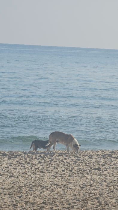 The image displays a sandy beach scene in Sousse, Tunisia, under a clear sky. Two dogs are present near the waterline. In the foreground, a larger, light-colored dog with tan and white markings stands on the damp sand, its head lowered, appearing to sniff the ground. Behind and slightly to the left of this animal, a smaller, darker-colored dog stands closer to the water's edge, partially submerged in the shallow waves. The lower portion of the frame consists of textured beige sand. The middle section features the light blue-green water of the Mediterranean Sea with gentle waves breaking onto the shore. A distinct horizon line separates the sea from the pale blue sky that occupies the upper third of the image. No human subjects or man-made structures are visible.