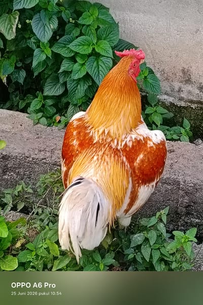 A full body, rear view of a rooster standing in vegetation. The rooster has predominantly golden-yellow and white feathers, with patches of reddish-brown on its back and wings. Its tail feathers are white. The rooster has a red comb and wattle. It is positioned on a concrete surface with lush green plants growing around it. In the background, there is a grey concrete wall. The lower portion of the image contains text which reads "OPPO A6 Pro" and "25 Juni 2026 pukul 10.54". The scene is outdoors. The location is specified as Blangkutacoh, Indonesia.