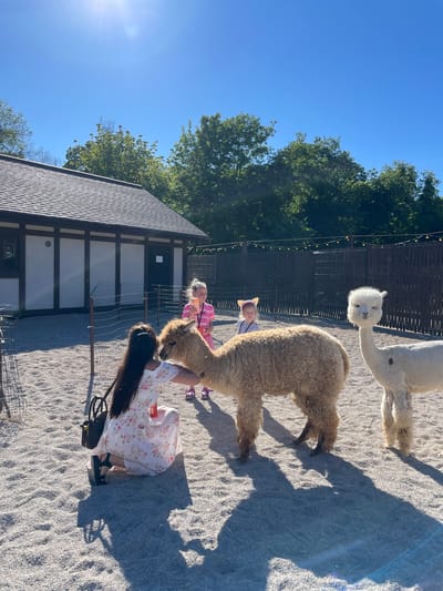A woman in a floral dress is kneeling and petting a light brown alpaca in an outdoor enclosure. Two young girls, one in a pink tie-dye shirt and the other wearing cat-ear headbands, stand behind the alpaca. A white alpaca stands to the right. In the background, there is a building with a dark roof and light-colored walls, a wooden fence, and trees. The ground is covered in light-colored gravel. The scene is illuminated by bright sunlight, casting shadows on the ground. This appears to be an animal interaction area at a park or farm. While the specific location within Guryevsk, Russia, cannot be determined from the image alone, it depicts a common type of recreational facility.