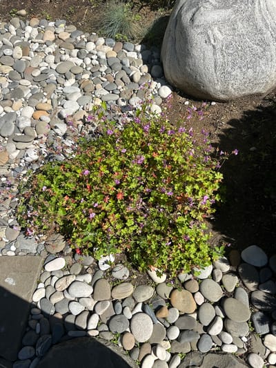 The image shows a garden scene with a dense, leafy plant featuring small purple flowers. The plant is surrounded by a collection of various sized, smooth, grey and white river stones. In the background, a large, rough, grey boulder is partially visible. The ground appears to be dark soil with some dry leaves. The scene is lit by sunlight, casting shadows. The location is identified as Лапино Град Кп, Russia, but this is not visually evident from the image itself. There are no people or animals present in the scene.