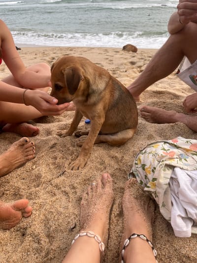 In this overhead shot of a beach scene in Batawala, Sri Lanka, a small, light brown dog is the central focus, interacting with people's hands in the sand. The image captures a relaxed moment on a sandy beach, with the ocean and waves visible on the left. Several pairs of human feet, some adorned with shell anklets, are scattered across the sand, indicating the presence of multiple people enjoying the location. A person's legs and a folded piece of fabric with a floral print are also visible, further suggesting a leisurely beach outing. The sand is a light golden color, typical of tropical beaches. The lighting suggests it could be daytime, possibly late afternoon given the soft light. The overall mood is peaceful and informal, highlighting a casual interaction between humans and an animal in a natural, coastal environment. No visible text is present in the image.