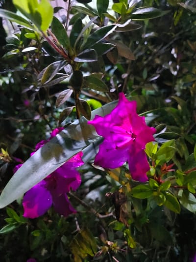 A close-up image, taken in Tarqumiyah, Palestinian Territory, depicts a flowering plant. Two prominent magenta flowers are visible: one in the upper right quadrant, well-lit and in focus, and another in the lower left, partially obscured by an elongated green leaf. The plant's foliage consists of numerous dark green, oval-shaped leaves, with some lighter green leaves indicative of newer growth or differing light exposure. The background is dark and blurred, indicating low-light conditions or a shallow depth of field. No individuals, animals, or discernible actions or interactions are present within the frame.