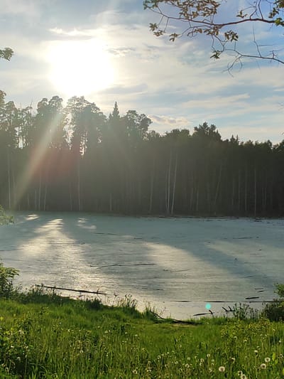 This vertical landscape image presents a tranquil natural scene, likely captured in Mednoye-Vlasovo, Russia. The focal point is a bright, overhead sun, positioned in the upper left quadrant, which casts powerful lens flares and distinct sunbeams radiating through the treetops and reflecting intensely on the water below. The sky above is a light blue with scattered, wispy white clouds.
A dense forest line forms the background, appearing dark and largely silhouetted against the bright sky. The trees are tall, primarily dark conifers, though some lighter trunks suggestive of birch trees are visible among them. In the midground lies a body of water, possibly a pond or small lake, covered extensively by a pale green film, likely an algal bloom or duckweed, rendering its surface opaque. Bright, shimmering reflections of the sun stretch across this green surface, creating striking patterns of light. Several dark, linear objects, resembling floating logs or branches, are scattered across the water.
The foreground consists of a lush, vibrant green grassy bank, liberally dotted with numerous white, fluffy dandelion seed heads. The scene is partially framed by tree branches with green leaves, visible in the upper left and right corners. The overall atmosphere is peaceful and serene, suggesting a sunny day during the late afternoon or early morning due to the low angle and intense reflection of the sun. No discernable text is visible within the image.