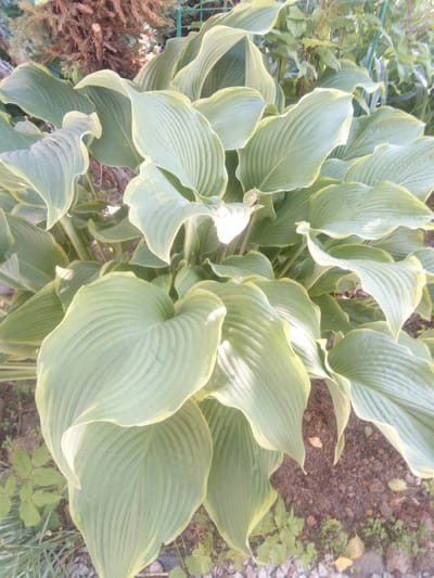 The image shows a close-up view of large, light green hosta leaves with pale yellow edges. The leaves are broadly ovate and deeply veined, with a rippled or wavy texture along their margins. Some leaves are curled and overlapping, creating a sense of depth. The background is filled with more hosta foliage, appearing slightly blurred. In the upper left corner, a portion of a brown, dry evergreen plant, possibly a conifer, is visible. The ground beneath the plants is composed of dark soil, small pebbles, and some scattered dry leaves. The scene appears to be an outdoor garden setting. There are no people or animals in the image. The lighting suggests it is daytime, with sunlight casting subtle shadows and highlighting the veins on the leaves. The context of "Первомайская, Russia" is external information and cannot be inferred from the visual content of the image itself.