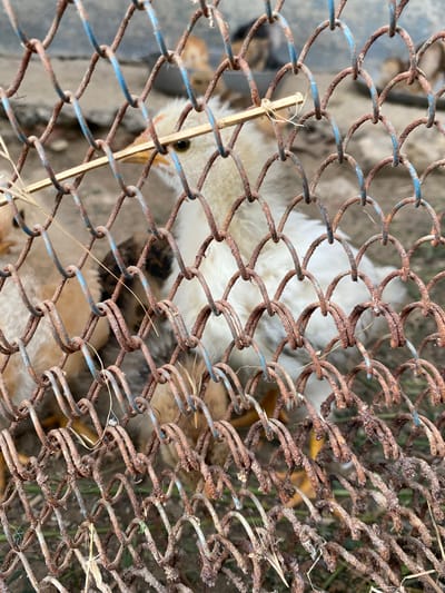 The image depicts a close-up view of several young chicks behind a rusty chain-link fence. The fence's wires are coated with rust and some show faint blue paint. A few dry blades of grass and a small twig are caught in the fence. The chicks, with their fluffy down, are mostly a light yellow and white, with one chick in the center exhibiting some brown and black markings on its back. The background is out of focus, showing more chicks and a rough, possibly dirt or concrete, surface. The overall impression is one of a rural or backyard setting, likely in Cairaclia, Moldova, where chickens are kept in an enclosure.