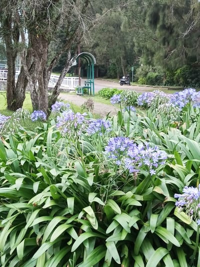 The image depicts an outdoor scene in a park-like area within the city of Ambositra, Madagascar. The foreground is dominated by a dense bed of green, broad-leafed Agapanthus plants bearing numerous spherical clusters of small, pale violet-blue flowers. Behind the flowering plants, a paved pathway curves towards the right. To the left, three mature trees with textured, dark bark and sparse foliage stand on a grassy patch. A white, horizontal railing or fence is partially visible behind these trees. To the right of the trees, a green metal bench with an arched canopy provides a small shelter next to the pathway. In the mid-distance, a dark-colored scooter is parked on a paved road, facing left, with a white helmet resting on its seat. The background consists of dense evergreen trees, suggesting a forested or heavily planted area. No people are visible. The lighting is diffused, indicating an overcast sky.