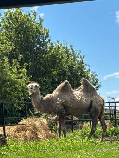 A medium shot captures a dromedary camel standing in a fenced enclosure on a sunny day. The camel, with its sandy-colored fur and two humps, is positioned to the left of the frame, facing towards the viewer with its mouth slightly open. In the background, lush green trees and a bright blue sky with scattered clouds create a naturalistic setting. In the foreground, a pile of hay and green grass indicate the animal's habitat within the enclosure. The image appears to be taken in Tri Ozera, Russia, suggested by the context.
