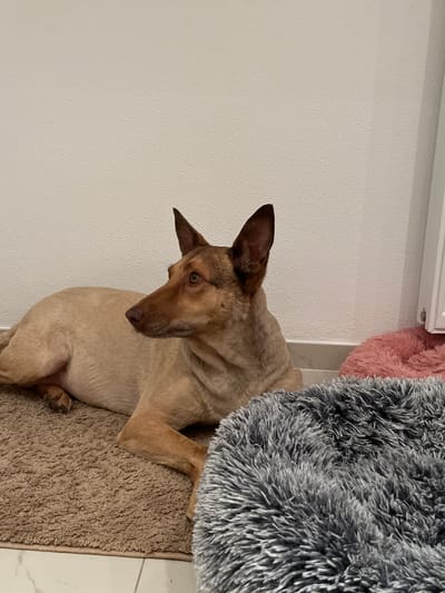 A medium-sized, tan-colored dog with pointed ears lies on a brown carpet in front of a white wall. The dog is looking to its left, with its head turned away from the camera. In the foreground, a fluffy gray dog bed is visible. To the right of the dog and behind it, a pink, fluffy dog bed is partially visible. The background shows a white, textured wall and a small section of a white radiator or air vent. The floor appears to be tiled. There are no people visible in the image. The scene is indoors, likely in a residential setting, in Saint Vith, Belgium.