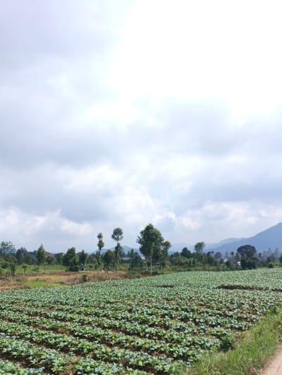 The image depicts an expansive agricultural field in Na Sangkham, Laos, under an overcast sky. In the foreground, a dirt path with a grass border is visible on the right, leading to a large field cultivated with rows of green, leafy crops, possibly cabbage or similar vegetables. In the mid-distance, a line of various trees of differing heights forms a natural boundary, with faint architectural structures discernible among them. A small, dark, unidentifiable figure is vaguely present near the base of the treeline. The background features a distant range of mountains or hills, appearing somewhat hazy. The sky above is predominantly covered with light grey and white clouds, suggesting an overcast or partly cloudy daytime condition.