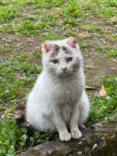 A white cat with grey patches lies in a patch of mixed grass and clover near a tree root. The location is outdoors, on the ground, likely in Kastraki, Greece. The cat is positioned at an angle, facing the camera with its front paws folded in front of it. The tail has grey and brown stripes. The tree root is covered in moss.