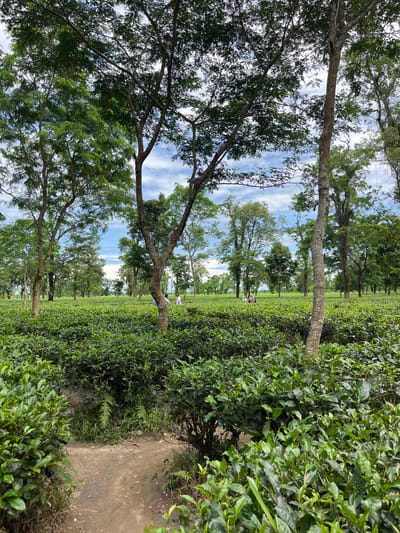 The image depicts a lush tea plantation in Jaflong, Bangladesh. The foreground is dominated by neatly trimmed rows of vibrant green tea bushes, creating a textured carpet that stretches towards the horizon. Several tall trees with dense green foliage are interspersed throughout the plantation, their branches reaching towards a partly cloudy blue sky. In the middle ground, a dirt path winds through the tea bushes, and a few individuals can be seen walking, suggesting activity within the plantation. The overall impression is one of serene natural beauty and agricultural productivity.