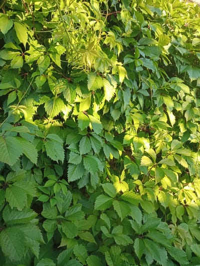 This image is a close-up, top-down view of a dense wall of green ivy or Virginia creeper foliage, illuminated by sunlight. The leaves are a vibrant green, with some areas catching the light and appearing brighter or slightly yellowish. The ivy is climbing, creating a thick, textured surface. Thin, reddish stems are visible throughout the foliage. The scene is devoid of any people or man-made structures, suggesting it might be a natural setting or a garden wall within the Палыкавіцкі сельскі Савет, Belarus. The lighting indicates it is daytime.