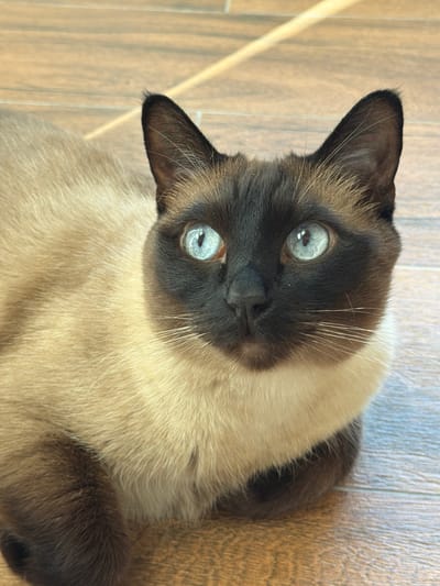 A Siamese cat with striking blue eyes is lying down on a wooden floor. The cat has a dark brown face and ears, with a lighter cream-colored body. The background shows a light brown wooden floor with visible grain. The image is taken from a slightly high angle, focusing on the cat's face and upper body. There are no people or other animals present in the image. The scene appears to be indoors, likely in a home.