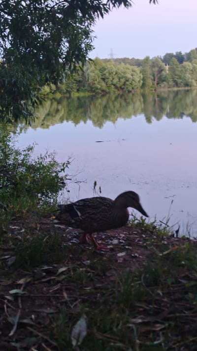 A duck stands on the grassy bank of a calm body of water in Щапово, Russia. The duck, a female mallard, is facing right, with its beak slightly lowered. Its plumage is a mottled brown and black, with white accents on its wings. The water reflects the lush green trees and the pale sky. In the background, a power line tower is visible above the tree line. The scene appears to be set in the early morning or late evening, given the soft lighting.