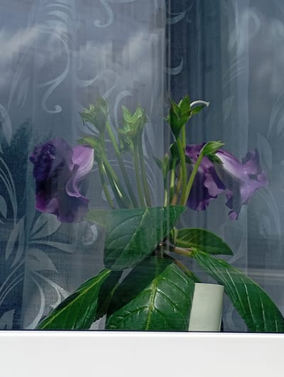 This is a medium shot of a flowering plant in a pot, viewed through a window with sheer curtains. The plant has large, deep purple flowers with ruffled petals and vibrant green leaves. Several buds are also visible, some in the process of opening. The flowers appear to be Gloxinia or a similar tropical plant. The pot is light-colored and partially obscured by the leaves. The sheer curtains behind the plant have a subtle, swirling pattern, and through them, a blurry suggestion of clouds and sky can be seen, indicating daylight. The overall scene suggests an indoor setting, likely a windowsill, with the natural light filtering through the window. The image is taken in Krasnoarmeysk, Russia. No text is visible.