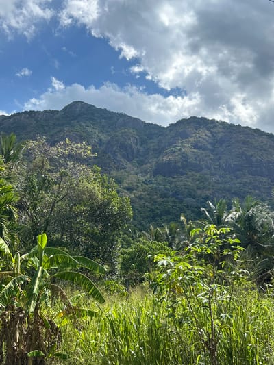The image depicts a lush, verdant mountainside in Moneragala, Sri Lanka. The scene is dominated by a steep, rocky mountain face covered in dense green foliage and trees, suggesting a tropical or subtropical environment. The vegetation is so thick it obscures much of the mountain's texture, creating a rich tapestry of greens. In the foreground, the vegetation continues with a variety of plants, including what appear to be banana leaves, and tall, slender grasses or reeds, all bathed in bright sunlight. This contrast between the shadowed, imposing mountain and the sunlit, vibrant foreground vegetation creates a dynamic visual.
The sky above is a mix of bright blue and dramatic, heavy grey clouds. The clouds are partly obscuring the sun, creating dappled light on the mountain and casting shadows, indicating that the weather is changeable, perhaps experiencing breaks of sun between showers, or simply a dynamic cloud cover. The time of day appears to be daytime, likely late morning or early afternoon, given the bright sunlight. The overall mood conveyed by the image is one of natural beauty, wildness, and perhaps a sense of isolation due to the remote mountain setting. There are no people or man-made objects visible in the frame. No text is present.