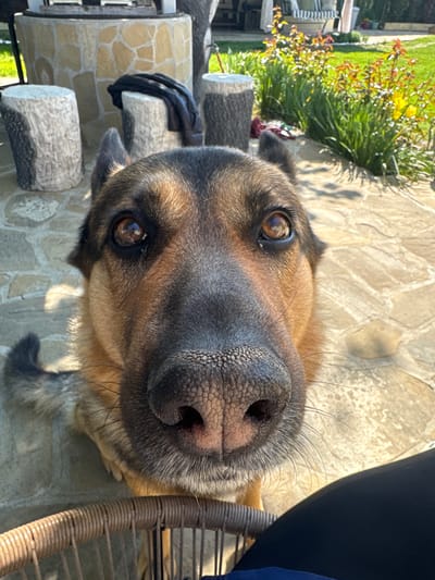 Close-up, tilted view of a German Shepherd dog's face. The dog has brown eyes, a dark nose, and tan and black fur. The background includes a stone patio, a planter with greenery, and part of a wicker chair. A black article of clothing is draped over a stone feature. This photograph was taken in the village of Mechkarevo, Bulgaria.