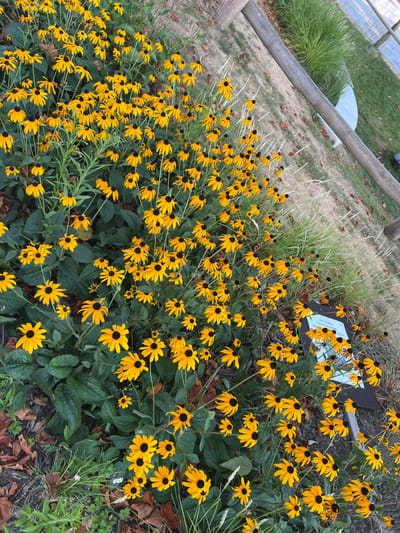 A high-angle, full shot captures a dense patch of Black-Eyed Susans blooming along a gravel path in Kapelle-op-den-Bos, Belgium. The flowers, characterized by their vibrant yellow petals and dark centers, fill the foreground, with their stems and green leaves creating a lush texture. In the background, a weathered wooden fence runs diagonally across the frame, separating the flowerbed from a grassy area. Beyond the grass, a white structure, possibly a greenhouse or shelter, is partially visible. The ground is a mix of gravel, fallen leaves, and sparse vegetation, indicating an outdoor setting, likely a garden or park. The overall scene conveys a sense of natural beauty and tranquility.