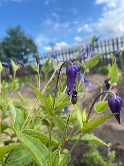 A close-up shot captures a bee nestled within a vibrant purple clematis flower. The bee is dark and fuzzy with a yellow marking on its abdomen. The clematis flower has a distinctive bell shape and is a deep, rich purple with delicate fuzzy edges. Green leaves and stems surround the flower, some unfurling and others fully grown. In the background, out of focus, a wooden fence can be seen, along with the blurry shapes of trees and a pathway. The sky above is a bright blue with fluffy white clouds, suggesting it is a clear day. The overall impression is one of a sunny day in a garden. The image is oriented sideways.