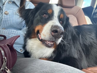 The image captures the interior of a vehicle, located in San Luis Potosí City, Mexico. A Bernese Mountain Dog, a large tricolor canine, is the primary subject, positioned on the lap or directly adjacent to the upper torso of a partially visible human. The dog presents black, white, and tan fur; prominent white markings are visible on its muzzle, chest, and as a blaze between its eyes, with tan patches above the eyes and on the cheeks. Its dark eyes are directed slightly towards the viewer's right. The dog's mouth is slightly agape, revealing a pink tongue and several teeth, with whiskers fanning out from its muzzle. The human wears a light blue and white houndstooth pattern jacket, detailed with circular gold-toned buttons, and gray trousers are visible on their lap. A dark red, rounded leather handbag, equipped with two silver-toned zippers, rests on the human's lap to the left of the dog. The vehicle's interior features tan leather upholstery, including visible seating and a headrest in the background. Natural daylight illuminates the scene, suggesting an outdoor setting during daytime hours, with a glimpse of sky visible through a window in the upper right background.