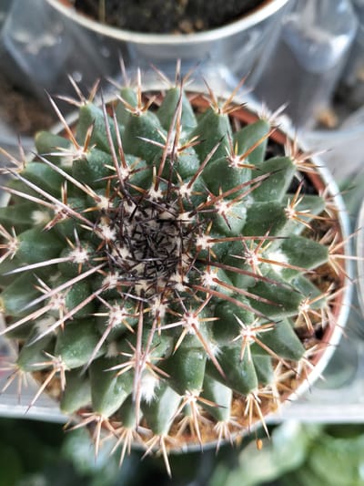 A close-up overhead shot captures a small, green cactus in a pot. The cactus has numerous sharp spines radiating outwards, some are light brown and white, while others are dark brown and black, clustered towards the center. Tiny white fuzzy growths are visible at the base of some spines. The cactus is potted in a reddish-brown pot with a white rim. The background is blurred, with hints of other plants or containers and a light-colored surface. The image is well-lit, highlighting the texture and details of the cactus. There is no visible indication of the city of Congaz, Moldova.