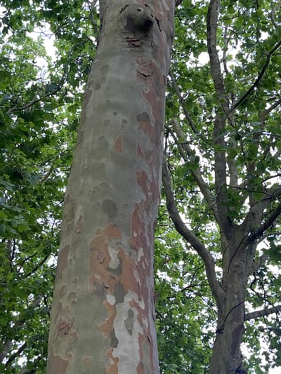 The media file is a low-angle shot looking up at the trunk and branches of a large tree, likely a sycamore or plane tree, due to its distinctive mottled bark. The trunk, prominent in the foreground, displays patches of light green, grey, and reddish-brown, characteristic of shedding bark. Above the main trunk, a network of branches crisscrosses against a bright sky, mostly obscured by lush green leaves. The leaves are broad and appear healthy, suggesting a temperate climate and possibly late spring or summer. Sunlight filters through the foliage, creating dappled light and highlighting the textures of the bark and leaves.
The scene is natural and serene, focusing on the intricate details of the tree's structure and its camouflage-like bark. There are no people or animals visible. The setting appears to be an outdoor environment, possibly a park or a garden in Kongens Lyngby, Denmark, given the location context. The bright sky suggests it is daytime, with clear or partly cloudy weather. The overall impression is one of natural beauty and the quiet grandeur of a mature tree. No text is visible in the image.