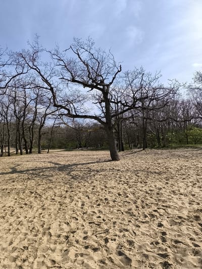 The image depicts a sandy landscape with trees, likely a beach or dune area in or near Overveen, Netherlands, given the prominence of such landscapes in the region. A central tree stands prominently in the foreground, its bare branches reaching toward a partly cloudy sky. Its shadow is cast on the sand. Several other trees, also largely bare of leaves, are visible in the background, forming a wooded area. The sand is textured with numerous footprints and other impressions. No people are visible in the frame.