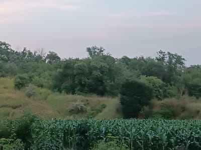 The image depicts a rural landscape in Copăceni, Moldova, likely captured during the late afternoon or early evening as indicated by the soft, diffused light and the pale sky with subtle hints of pink and lavender. The scene is dominated by lush greenery, suggesting a warm season, possibly late summer.
In the foreground, a dense field of corn stretches across the frame. The corn stalks are tall and healthy, with broad green leaves that create a textured, uniform carpet. The lower part of the image is filled with this crop, implying an agricultural setting.
Behind the cornfield, the terrain rises into a gentle slope covered with a mix of vegetation. There are patches of grass and smaller bushes, interspersed with the darker green foliage of trees. The mid-ground features a band of deciduous trees, forming a dense, undulating line of varied green hues. Some trees are full and rounded, while others appear more spread out, with some bare branches visible in the distance, possibly hinting at the transition towards autumn or remnants of older trees.
The background is a thick, continuous line of mature trees that form a forest or a dense wooded area. The leaves are a deep, rich green, creating a solid wall of foliage against the sky. The overall impression is one of natural abundance and tranquility. There are no people or animals visible in the frame, emphasizing the quiet, undisturbed nature of the rural setting. The weather appears calm, with no strong winds indicated by the foliage. The image conveys a sense of peace and the serene beauty of the Moldovan countryside.
