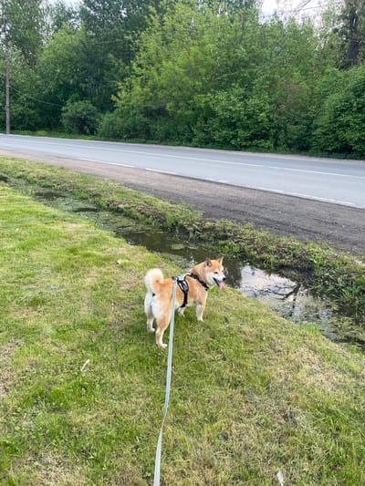A Shiba Inu dog with a black harness is standing on a grassy bank beside a water-filled ditch next to a road. The dog has its tongue out and appears to be panting. A light-colored leash is attached to the harness. The road is asphalt and has a white dividing line. A dense green forest borders the opposite side of the road. The scene is in the city of Lisy Nos, Russia.
