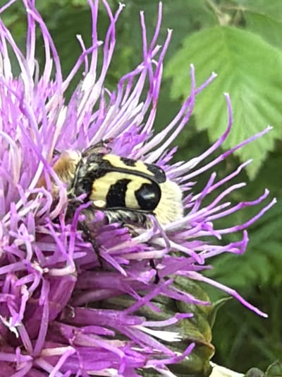 A close-up shot shows a black and yellow striped beetle with a prominent black eye resting on a vibrant purple thistle flower. The beetle's body is partially obscured by the flower's delicate purple and white petals. In the background, out-of-focus green leaves provide a natural backdrop. The lighting suggests an outdoor setting, likely during the daytime. This image was captured in Vaskelovo, Russia.