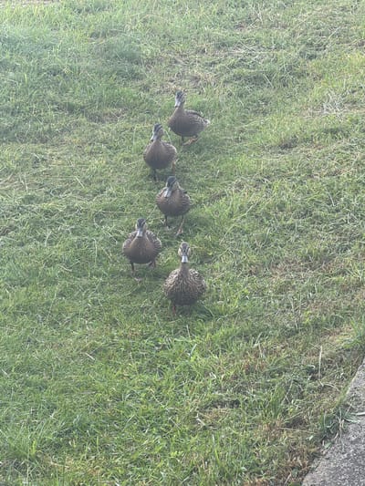 Five ducks are standing in a grassy area. The ducks are facing towards the camera and are positioned in a diagonal line from the top right to the bottom left of the frame. The grass is green and appears slightly damp, with some areas of dried grass. A concrete surface is visible along the bottom right edge of the image. The scene is set outdoors, suggesting a natural environment.