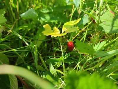 A single, ripe wild strawberry is visible in the center of the frame, nestled amongst lush green foliage. The strawberry is small and a vibrant red, with visible seeds on its surface. It is supported by a thin green stem, which also holds a few small, delicate leaves. The surrounding environment is characterized by dense green grass and other wild plants, with patches of sunlight filtering through the leaves, creating a dappled lighting effect. The image appears to be a close-up shot, focusing on the small fruit and its immediate natural surroundings. There are no people or man-made objects visible in the frame. The location is identified as Novaya Ivanovka, Russia.