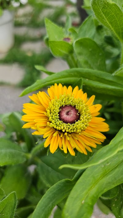 This is a close-up, high-angle, full shot of a yellow coneflower in Cheonan-si, South Korea. The flower is the central subject, with its vibrant yellow petals radiating outwards from a dark reddish-purple center that is surrounded by a green fringe of developing florets. The flower is partially obscured by lush, green leaves, some of which are fuzzy to the touch and curve around the bloom. The background is softly blurred, with hints of light gray and white, suggesting an outdoor setting with possibly paved ground and other plants. The lighting suggests daytime, likely sunny given the brightness of the flower's petals. There is no visible text in the image.