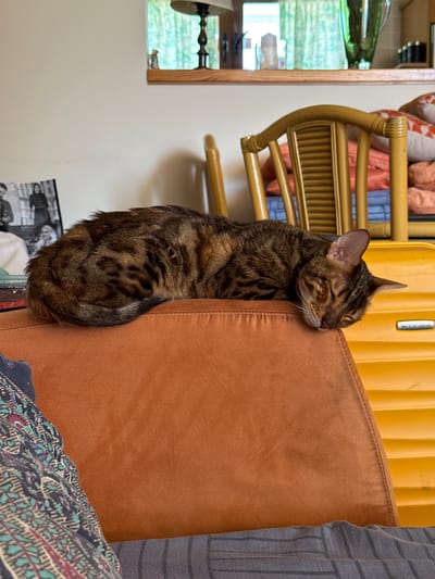 A tabby cat with closed eyes is resting against a tan cushion, its body draped over the edge. The cat appears to be sleeping peacefully. In the background, a yellow suitcase and a portion of a bamboo chair are visible. To the left, a window with green curtains allows natural light to enter the room. The overall scene suggests a comfortable and relaxed atmosphere within a home. The location context provided is Foia L'om, Spain. There is no discernible text in the image.
