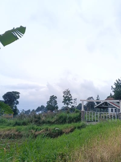 The image displays an outdoor scene in São Félix do Xingu, Brazil, under an overcast sky with diffused light. The foreground is dominated by dense, green and light brown tall grass and weeds, indicating overgrown vegetation. A darker, irregular band of denser foliage and earth crosses the midground, suggesting a natural depression or ditch. Beyond this, the landscape rises slightly, featuring numerous trees of varying heights and species, forming a diverse canopy line against the sky. On the right side of the frame, a light-colored, constructed entrance or gate structure is visible. This structure features two sturdy vertical posts, one with stone-like detailing at its base, connected by a horizontal beam, and a white metal fence extending to the left. Attached to the right post is a building segment with a distinctive white triangular roof over an open area. To the far left, partially obscured by foreground foliage, a segment of a building with a dark green or brown sloped roof is present. No individuals are visible within the scene.